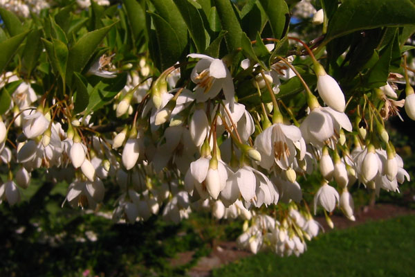 Japanese Snowbell